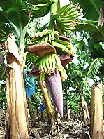 Garder une production diversifi&eacute;e