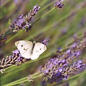 Papillon sur lavande