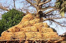 �Favoriser l�agriculture familiale : valorisation des savoir-faire paysans et des semences locales.�