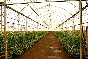 Des serres immenses pour les jeunes rosiers